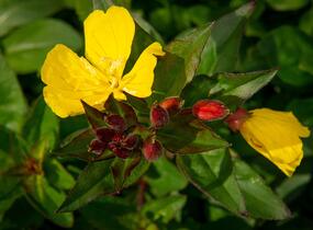 Pupalka 'Hohes Licht' - Oenothera tetragona 'Hohes Licht'