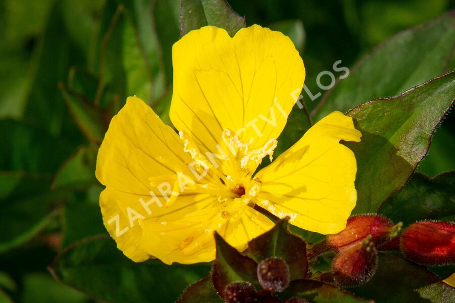 Pupalka 'Hohes Licht' - Oenothera tetragona 'Hohes Licht'