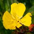 Pupalka 'Hohes Licht' - Oenothera tetragona 'Hohes Licht'