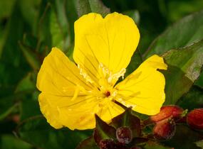 Pupalka 'Hohes Licht' - Oenothera tetragona 'Hohes Licht'