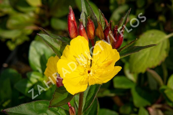 Pupalka 'Hohes Licht' - Oenothera tetragona 'Hohes Licht'