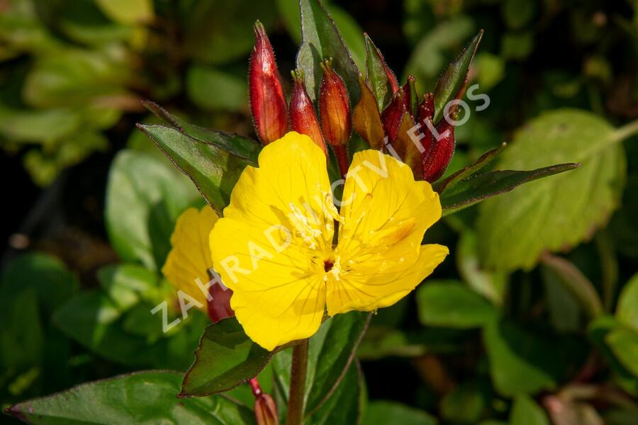 Pupalka 'Hohes Licht' - Oenothera tetragona 'Hohes Licht'