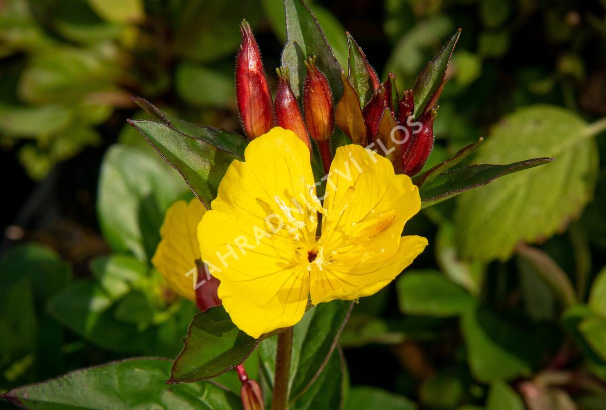 Pupalka 'Hohes Licht' - Oenothera tetragona 'Hohes Licht'