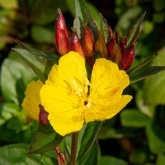 Pupalka 'Hohes Licht' - Oenothera tetragona 'Hohes Licht'