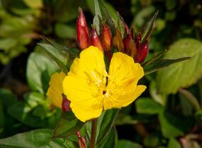 Pupalka 'Hohes Licht' - Oenothera tetragona 'Hohes Licht'