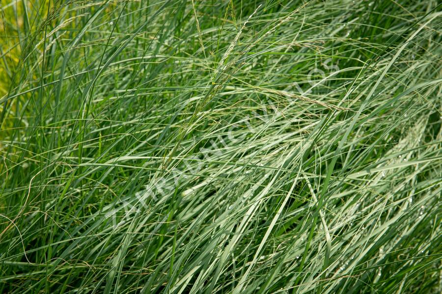 Milička 'Wind Dancer' - Eragrostis elliottii 'Wind Dancer'