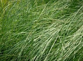 Milička 'Wind Dancer' - Eragrostis elliottii 'Wind Dancer'