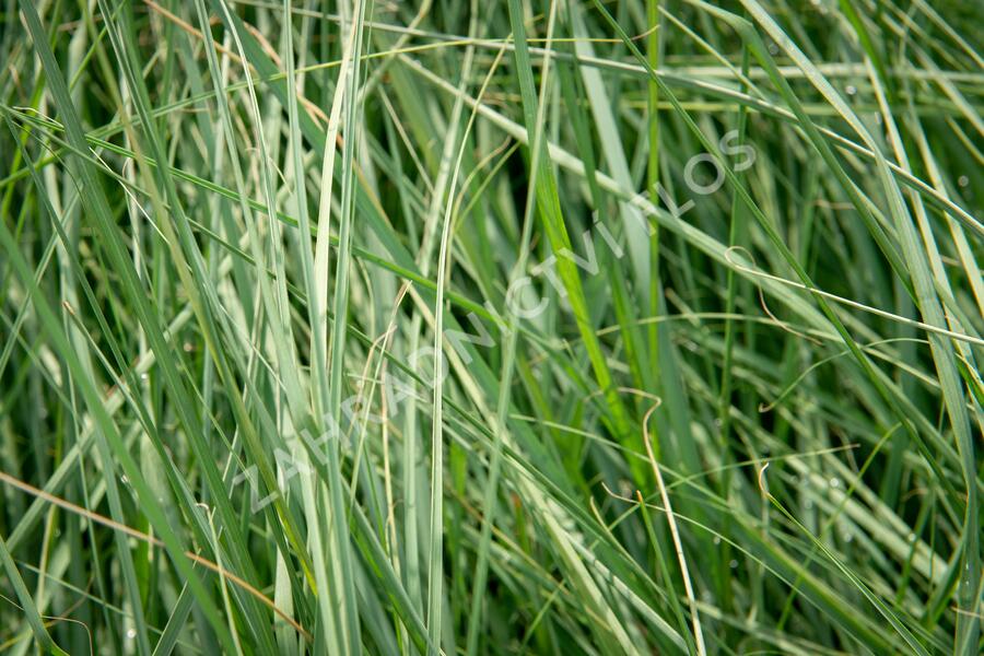 Milička 'Wind Dancer' - Eragrostis elliottii 'Wind Dancer'