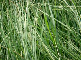 Milička 'Wind Dancer' - Eragrostis elliottii 'Wind Dancer'