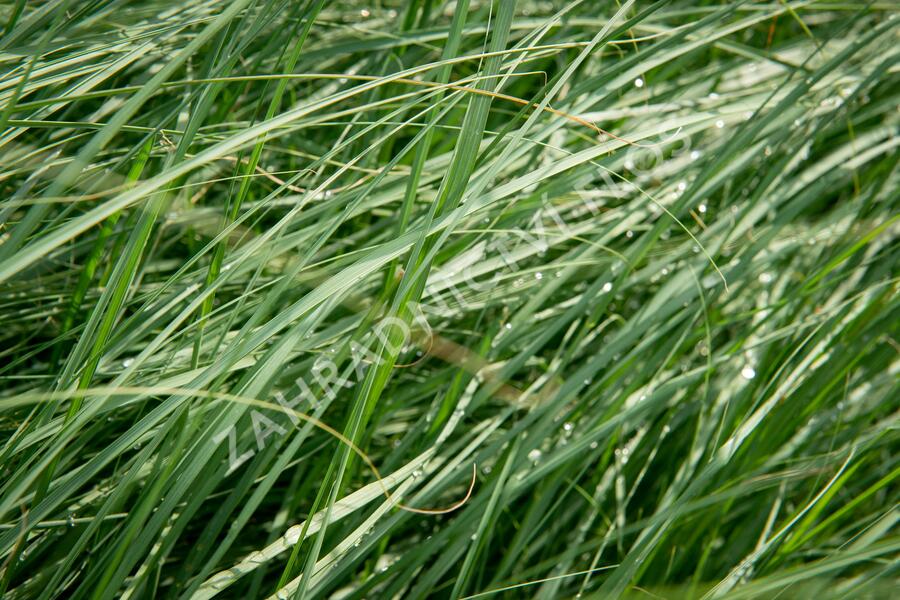 Milička 'Wind Dancer' - Eragrostis elliottii 'Wind Dancer'