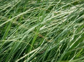 Milička 'Wind Dancer' - Eragrostis elliottii 'Wind Dancer'