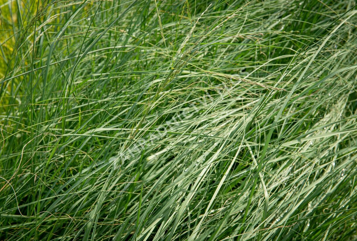 Milička 'Wind Dancer' - Eragrostis elliottii 'Wind Dancer'