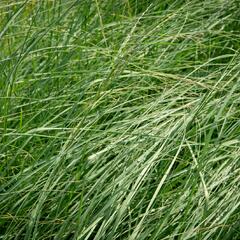 Milička 'Wind Dancer' - Eragrostis elliottii 'Wind Dancer'
