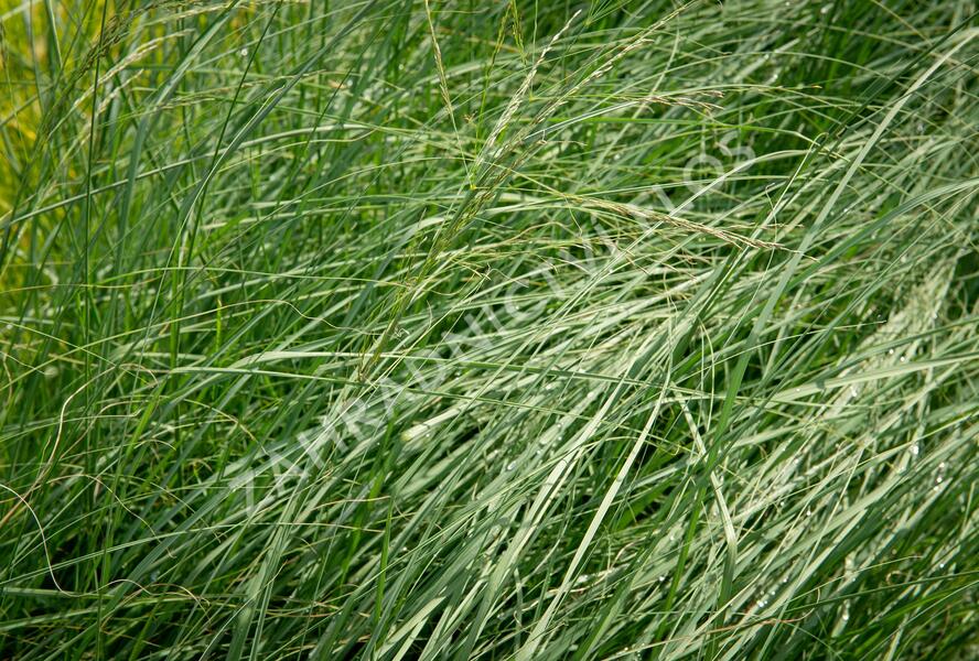 Milička 'Wind Dancer' - Eragrostis elliottii 'Wind Dancer'
