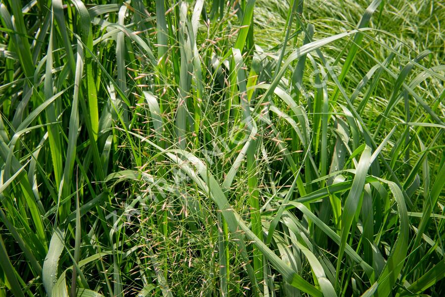 Milička 'Bent' - Eragrostis trichodes 'Bent'