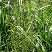 Milička 'Bent' - Eragrostis trichodes 'Bent'