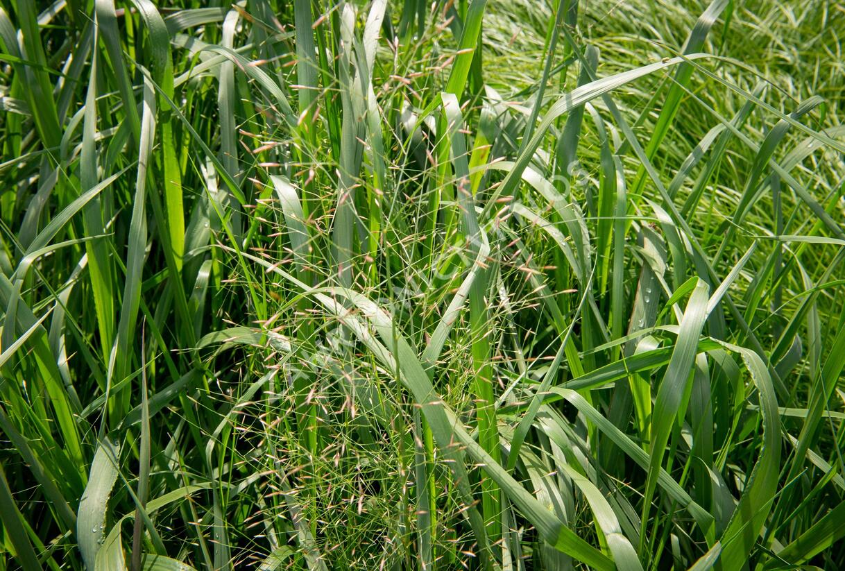 Milička 'Bent' - Eragrostis trichodes 'Bent'