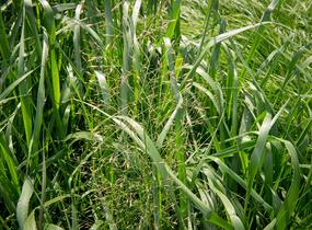 Milička 'Bent' - Eragrostis trichodes 'Bent'