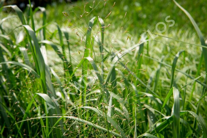 Milička 'Bent' - Eragrostis trichodes 'Bent'