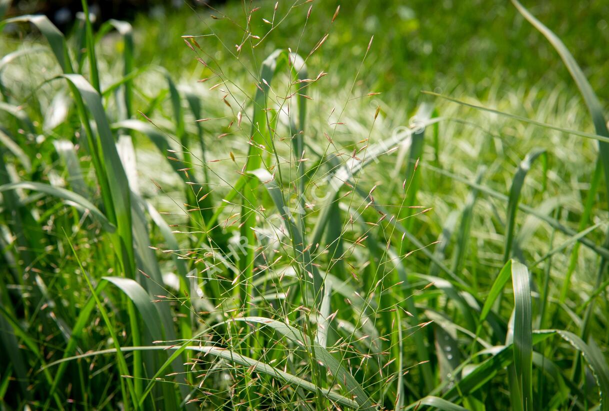 Milička 'Bent' - Eragrostis trichodes 'Bent'