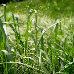 Milička 'Bent' - Eragrostis trichodes 'Bent'