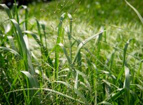 Milička 'Bent' - Eragrostis trichodes 'Bent'