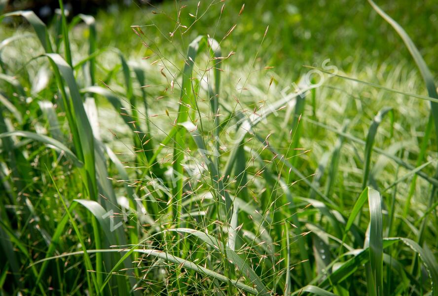 Milička 'Bent' - Eragrostis trichodes 'Bent'