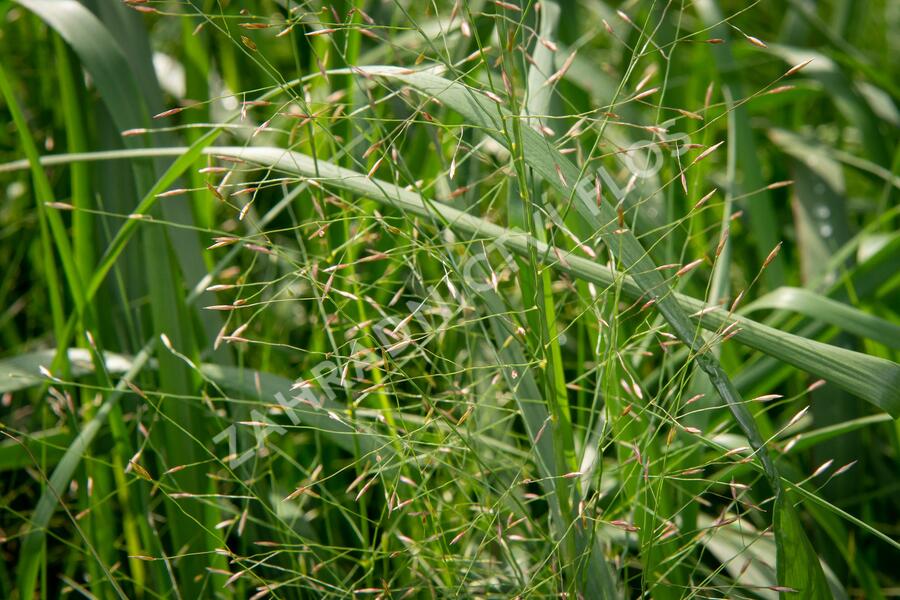Milička 'Bent' - Eragrostis trichodes 'Bent'