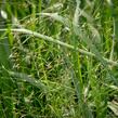 Milička 'Bent' - Eragrostis trichodes 'Bent'