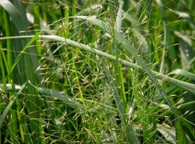 Milička 'Bent' - Eragrostis trichodes 'Bent'