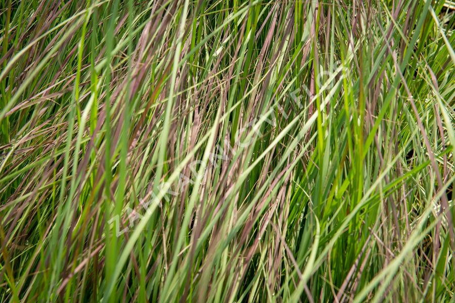 Milička 'Totnes Burgundy' - Eragrostis curvula 'Totnes Burgundy'