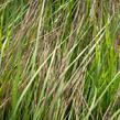 Milička 'Totnes Burgundy' - Eragrostis curvula 'Totnes Burgundy'