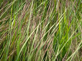 Milička 'Totnes Burgundy' - Eragrostis curvula 'Totnes Burgundy'