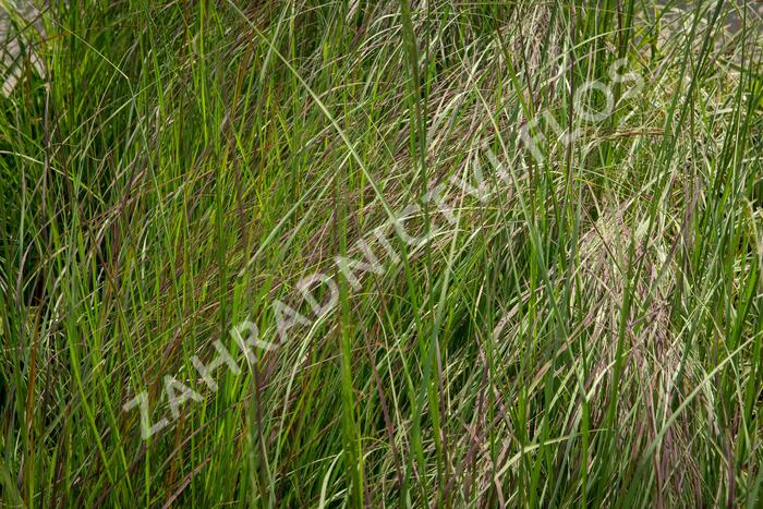 Milička 'Totnes Burgundy' - Eragrostis curvula 'Totnes Burgundy'