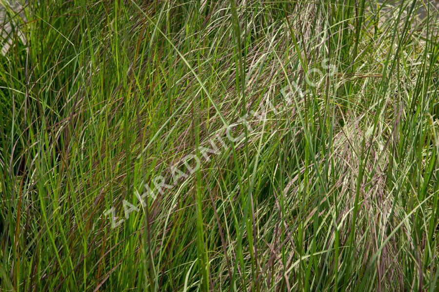 Milička 'Totnes Burgundy' - Eragrostis curvula 'Totnes Burgundy'