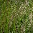 Milička 'Totnes Burgundy' - Eragrostis curvula 'Totnes Burgundy'