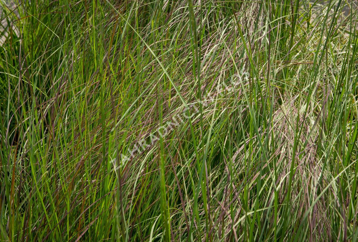 Milička 'Totnes Burgundy' - Eragrostis curvula 'Totnes Burgundy'