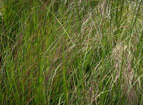 Milička 'Totnes Burgundy' - Eragrostis curvula 'Totnes Burgundy'