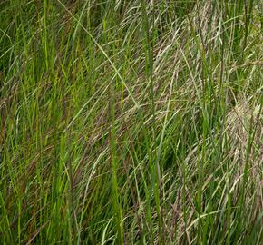 Milička 'Totnes Burgundy' - Eragrostis curvula 'Totnes Burgundy'