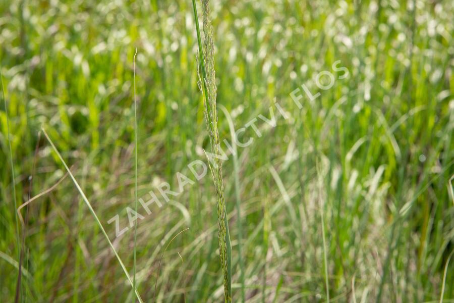 Milička 'Totnes Burgundy' - Eragrostis curvula 'Totnes Burgundy'