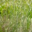 Milička 'Totnes Burgundy' - Eragrostis curvula 'Totnes Burgundy'