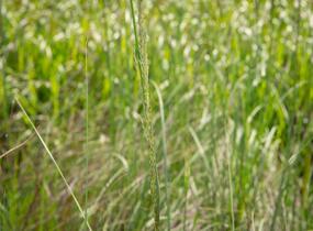 Milička 'Totnes Burgundy' - Eragrostis curvula 'Totnes Burgundy'