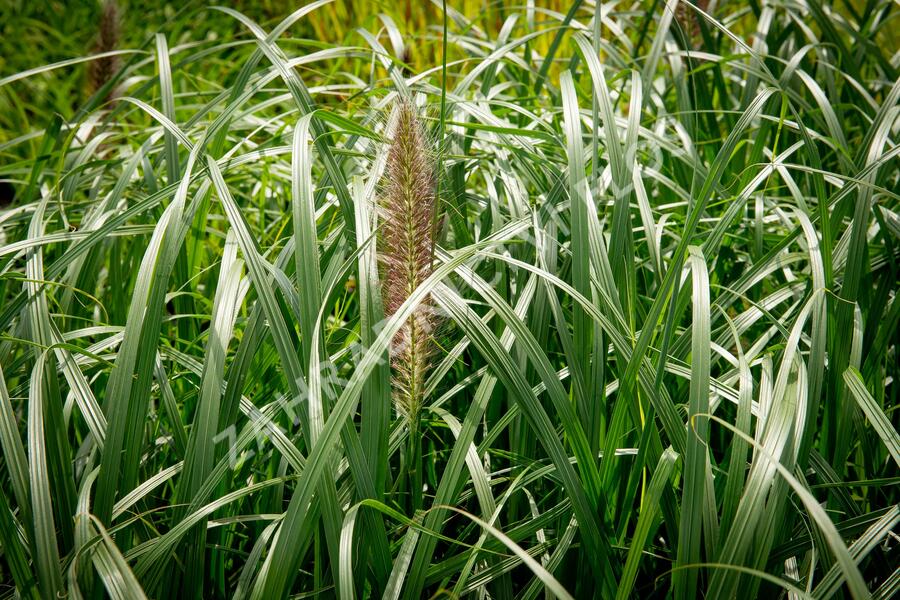 Dochan psárkovitý 'Red Head' - Pennisetum alopecuroides 'Red Head'