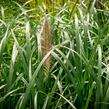 Dochan psárkovitý 'Red Head' - Pennisetum alopecuroides 'Red Head'