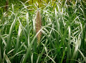 Dochan psárkovitý 'Red Head' - Pennisetum alopecuroides 'Red Head'