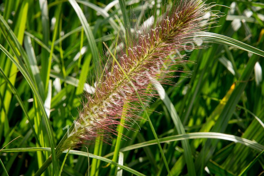Dochan psárkovitý 'Red Head' - Pennisetum alopecuroides 'Red Head'