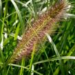 Dochan psárkovitý 'Red Head' - Pennisetum alopecuroides 'Red Head'