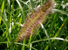Dochan psárkovitý 'Red Head' - Pennisetum alopecuroides 'Red Head'