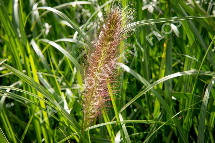 Dochan psárkovitý 'Red Head' - Pennisetum alopecuroides 'Red Head'