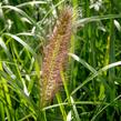 Dochan psárkovitý 'Red Head' - Pennisetum alopecuroides 'Red Head'